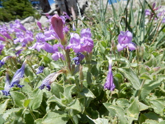 Penstemon montanus