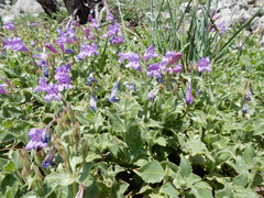 Penstemon montanus
