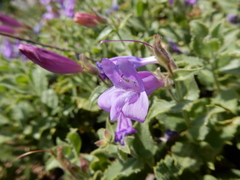Penstemon montanus