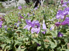 Penstemon montanus