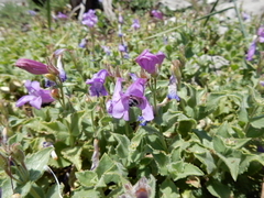 Penstemon montanus