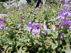 Penstemon montanus