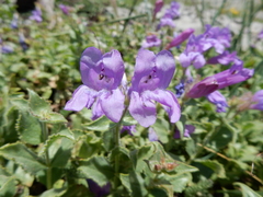 Penstemon montanus