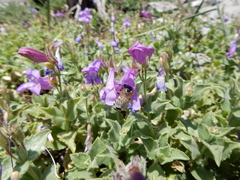 Penstemon montanus