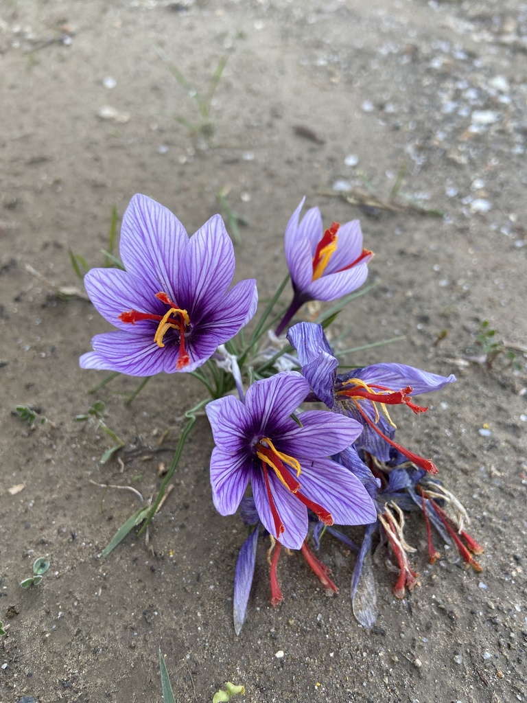 Section Crocus