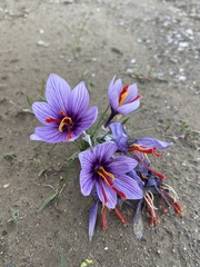 Crocus cartwrightianus