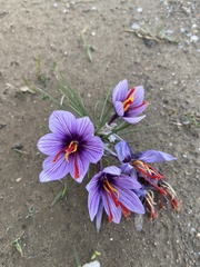 Crocus cartwrightianus