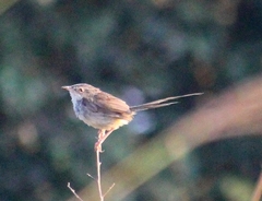 Prinia crinigera