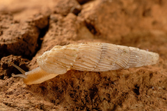 Sicania crassicostata