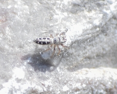Dendryphantes