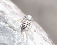 Dendryphantes