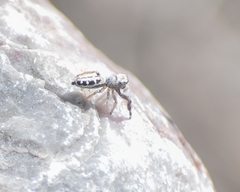 Dendryphantes