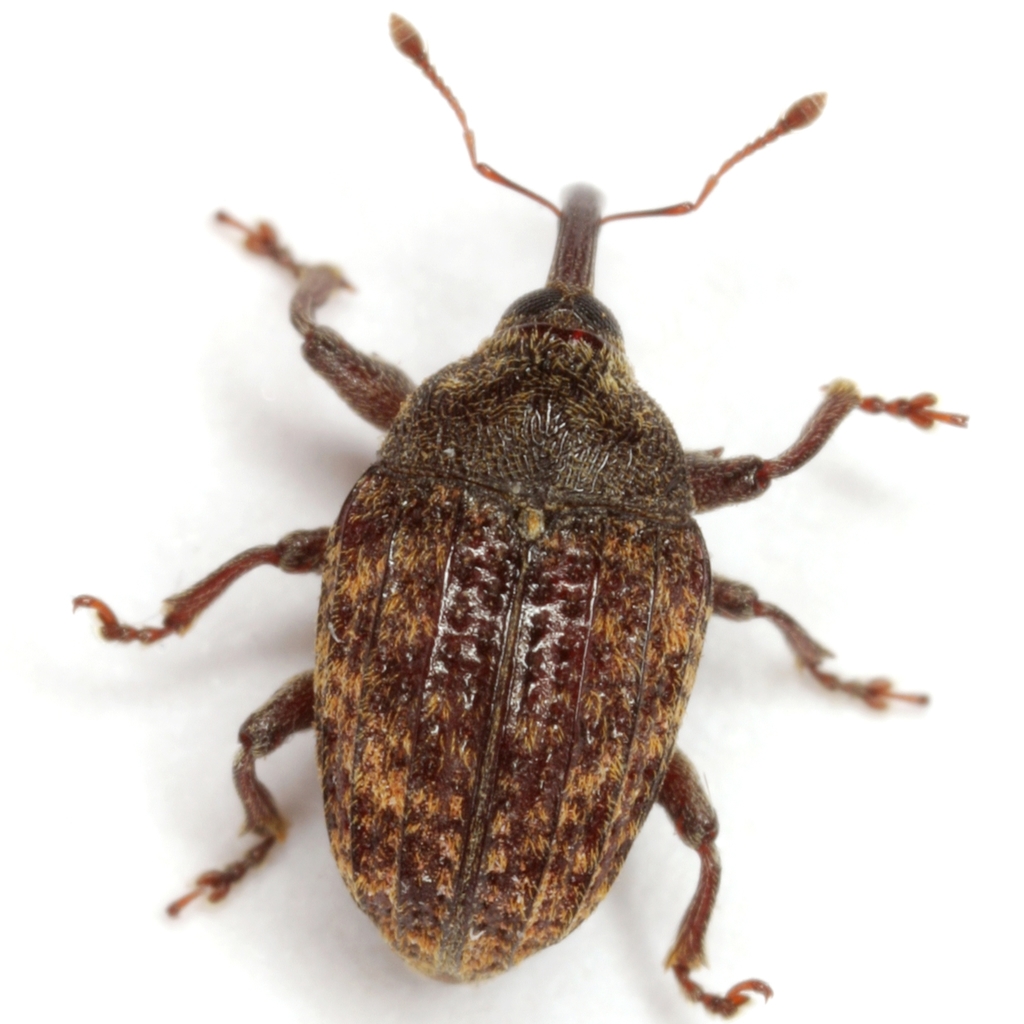 Rhyssomatus texanus