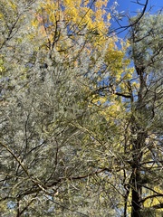 Acacia calamifolia