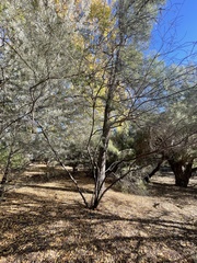 Acacia calamifolia