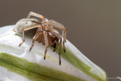 Cheiracanthium erraticum