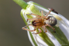 Cheiracanthium erraticum