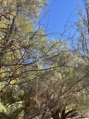 Acacia calamifolia