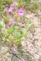 Tripterocalyx carneus