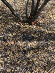 Acacia calamifolia