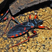 Horrid King Assassin Bug - Photo (c) Hectonichus, some rights reserved (CC BY-SA)