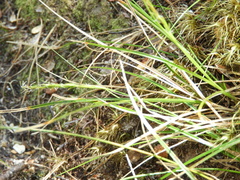 Carex minor