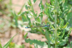 Ischnura damula