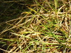 Carex minor