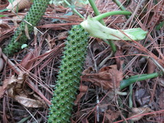 Anthurium huixtlense