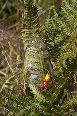 Cheiracanthium punctorium