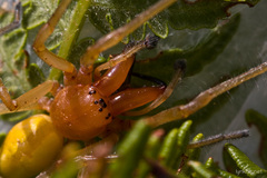 Cheiracanthium punctorium