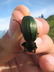 Carabus monilis