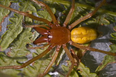 Cheiracanthium punctorium