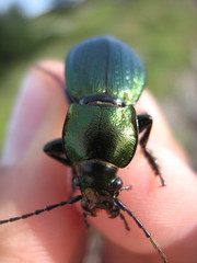 Carabus monilis