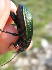 Carabus monilis