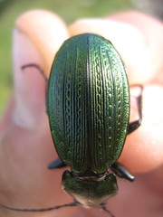 Carabus monilis