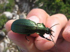 Carabus monilis