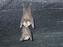 Nycteris hispida