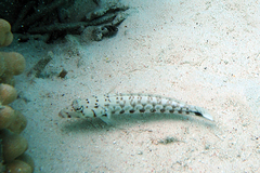 Parapercis millepunctata