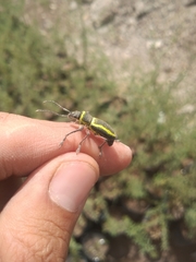 Naupactus sulphurifer