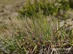 Carex atrata