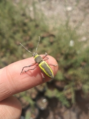 Naupactus sulphurifer