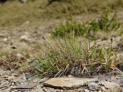 Carex atrata