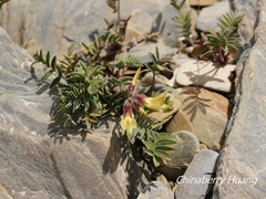 Astragalus nankotaizanensis
