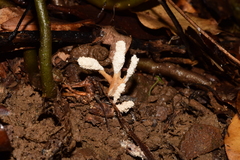 Cordyceps cicadae