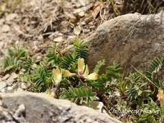 Astragalus nankotaizanensis