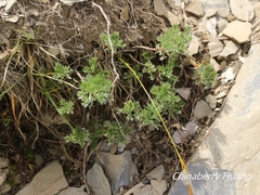 Artemisia oligocarpa
