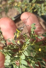Naupactus sulphurifer