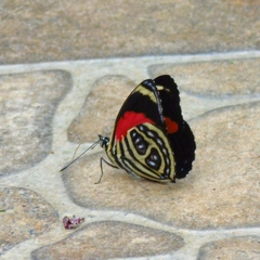 Catagramma pygas thamyras