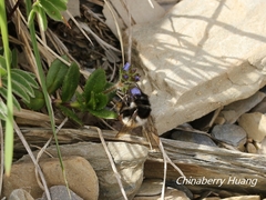Bombus formosellus
